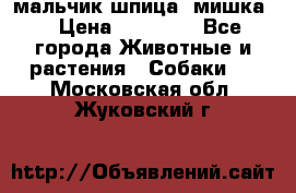 мальчик шпица (мишка) › Цена ­ 55 000 - Все города Животные и растения » Собаки   . Московская обл.,Жуковский г.